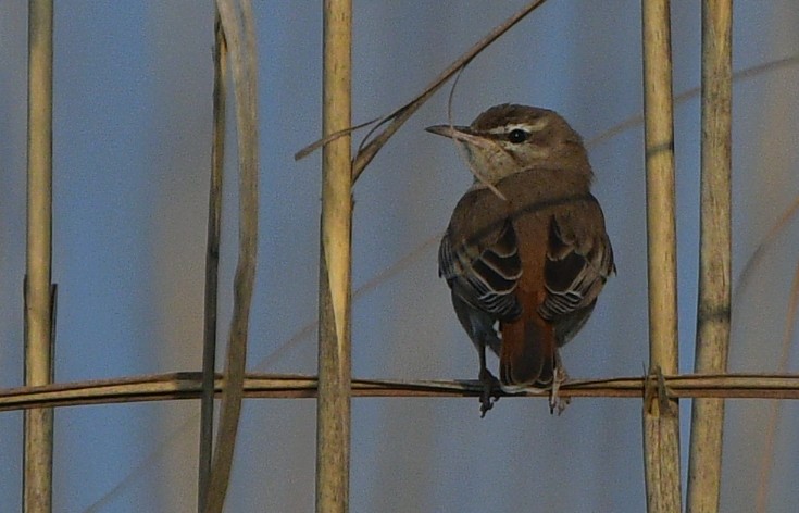 Rufous-tailed Scrub-Robin - ML641302140