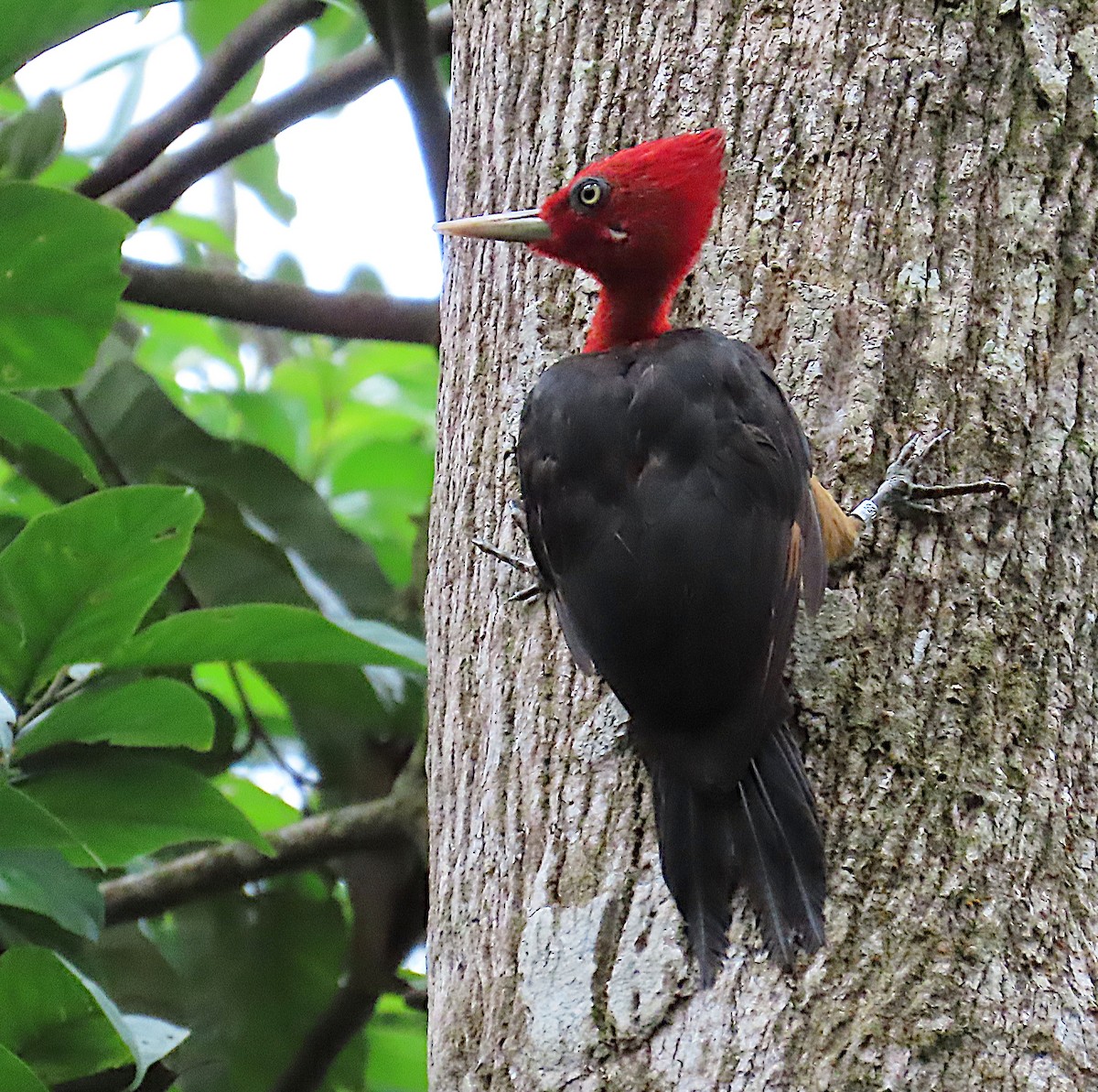 Red-necked Woodpecker - ML641302142