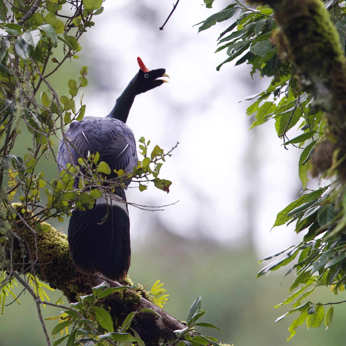 Horned Guan - ML641302158