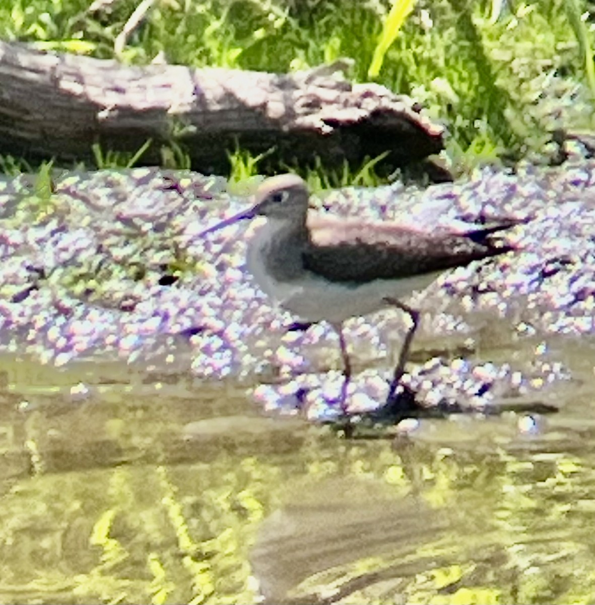 コシグロクサシギ - ML641302187