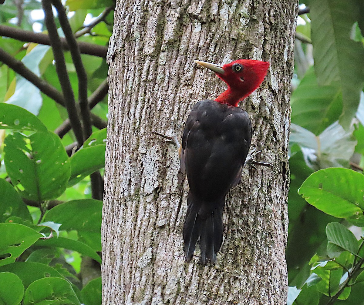 Red-necked Woodpecker - ML641302231