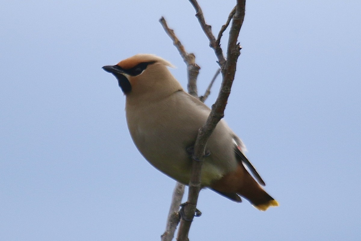 Bohemian Waxwing - ML641302240