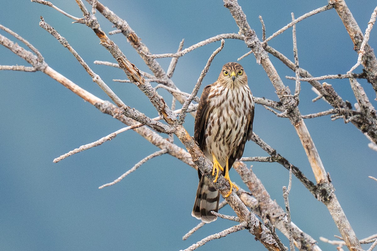 Sharp-shinned Hawk - ML641302254