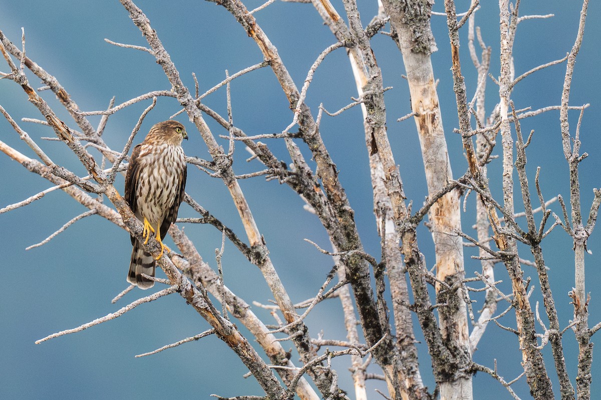 Sharp-shinned Hawk - ML641302255