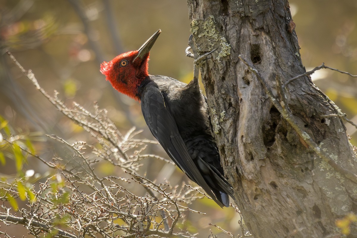 Magellanic Woodpecker - ML641302259