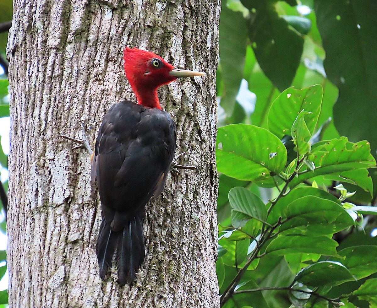 Red-necked Woodpecker - ML641302269