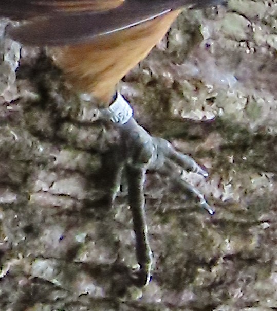 Red-necked Woodpecker - ML641302285