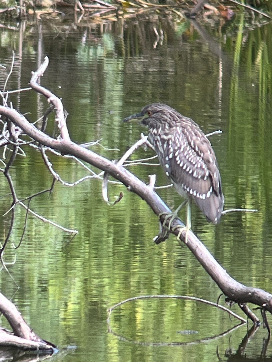 ゴイサギ - ML641302307