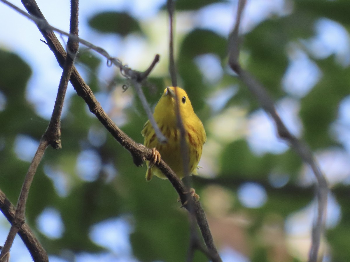 Yellow Warbler - ML641302331