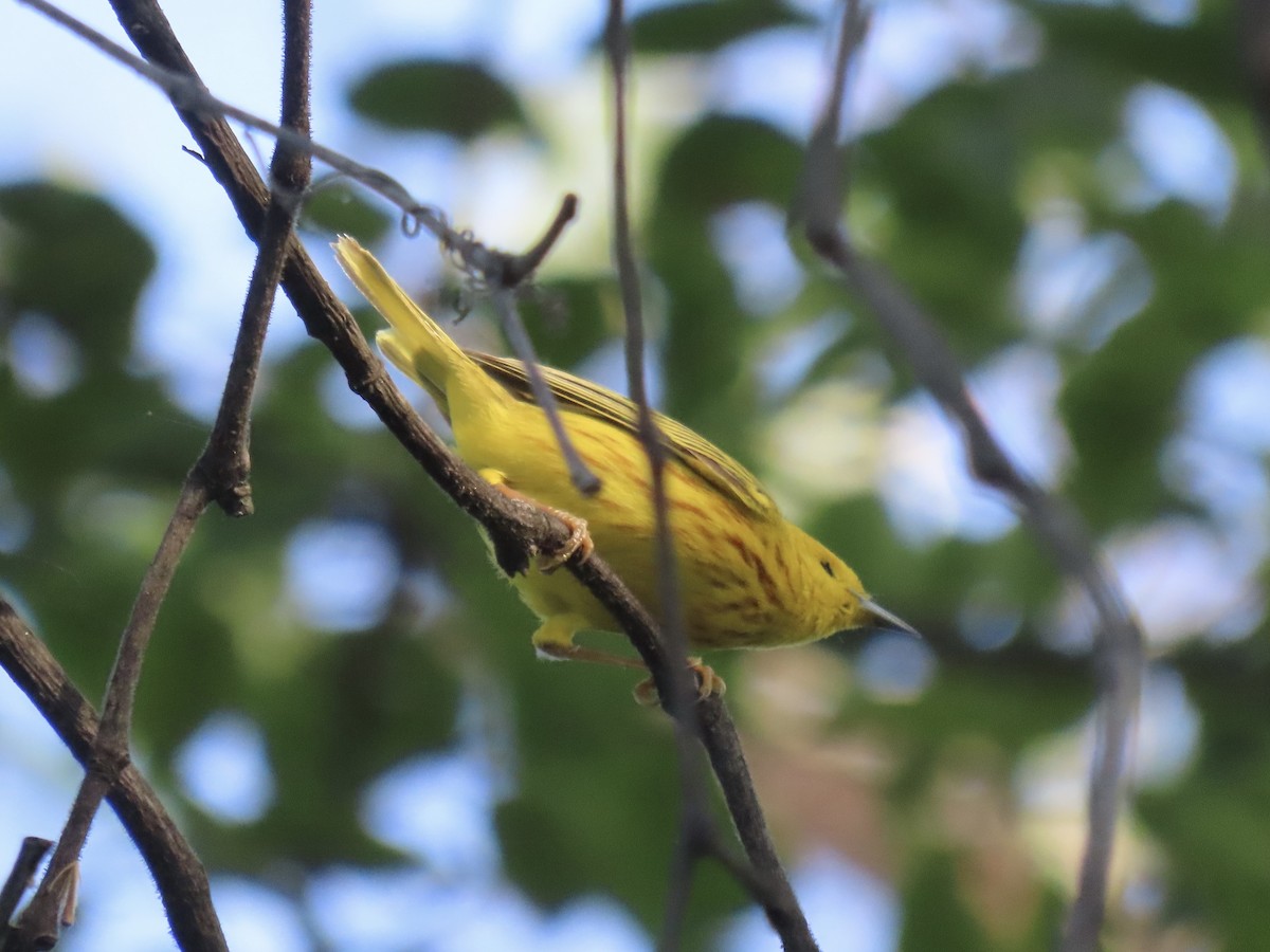 Yellow Warbler - ML641302332