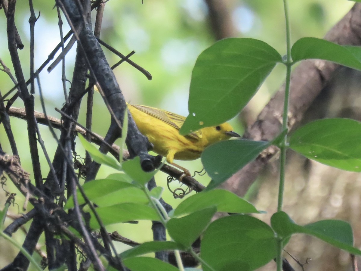 Yellow Warbler - ML641302333