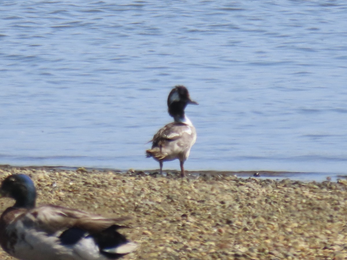 Bufflehead - ML641302385
