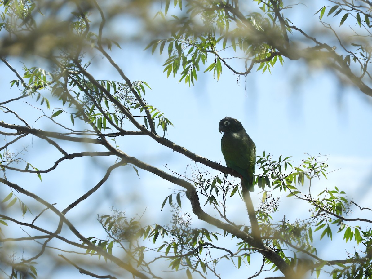 Scaly-headed Parrot - ML641302389