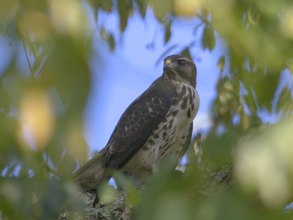 Broad-winged Hawk - ML641302403