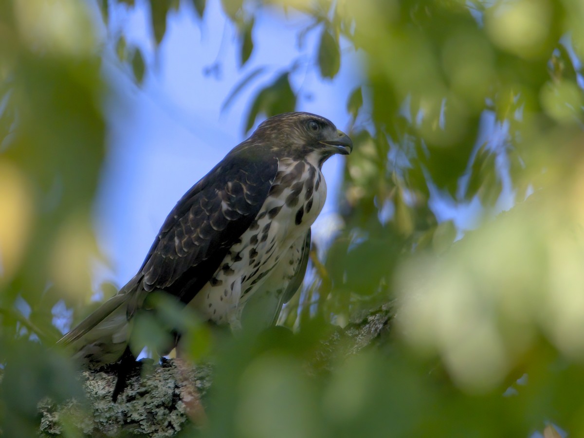 Broad-winged Hawk - ML641302404
