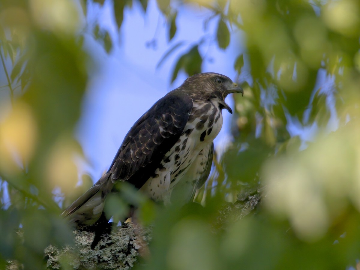 Broad-winged Hawk - ML641302405