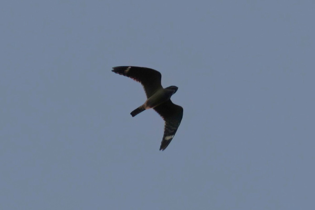 Lesser Nighthawk - ML641302425