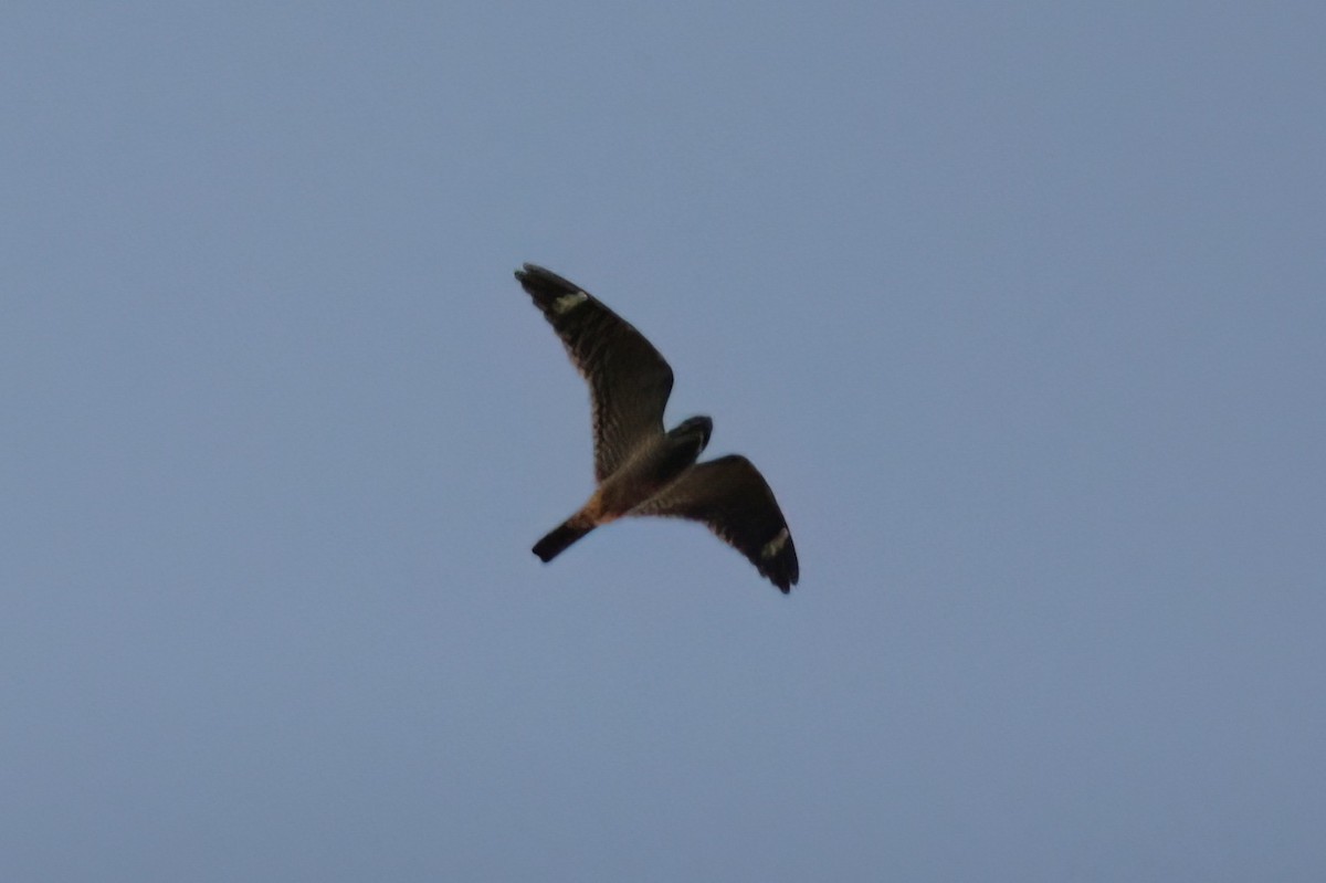 Lesser Nighthawk - ML641302426