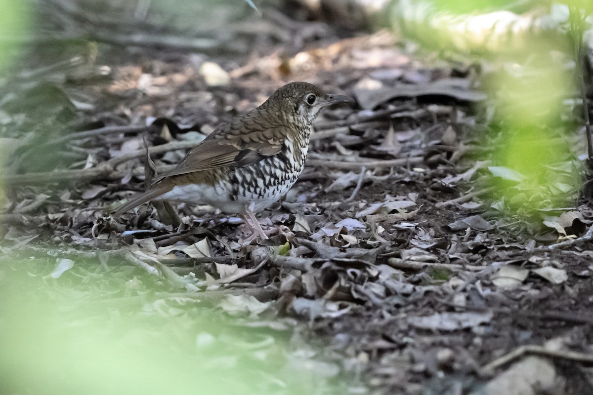Russet-tailed Thrush - ML641302427