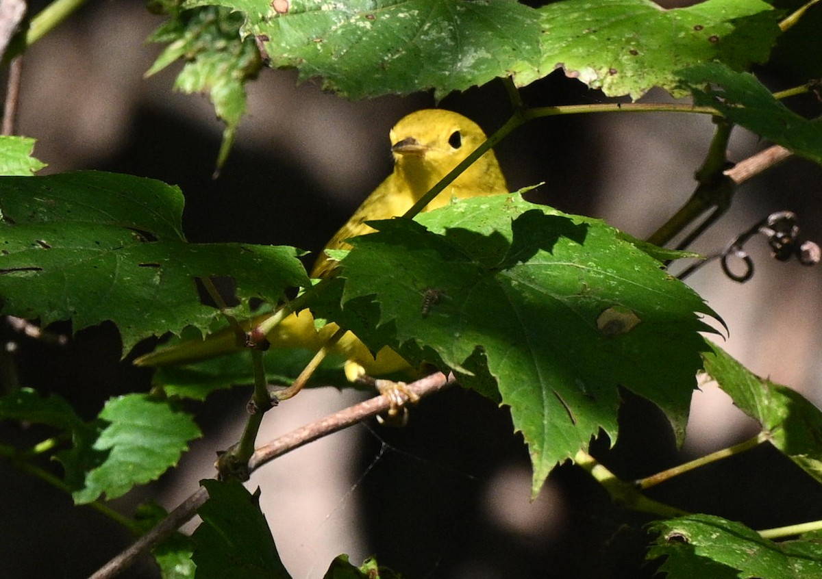 Yellow Warbler - ML641302486