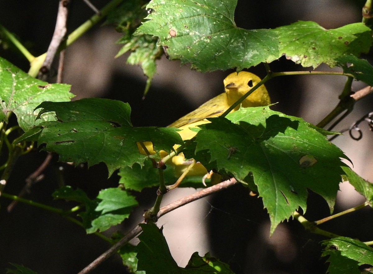 Yellow Warbler - ML641302487