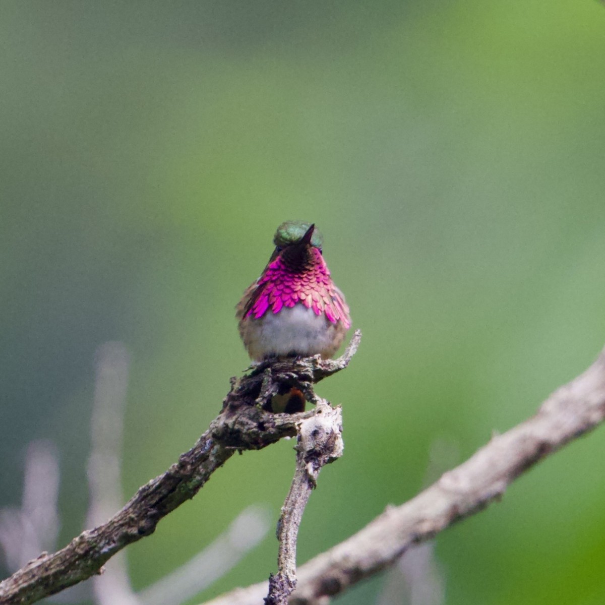 kalypta vínohrdlá - ML641302494