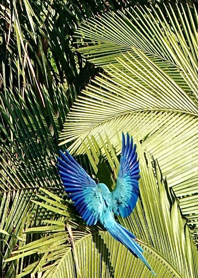 Ara bleu - ML641302506