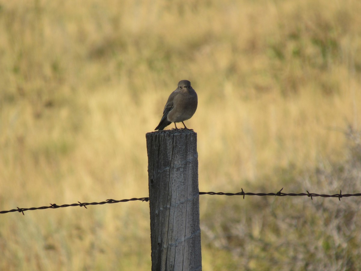 Mountain Bluebird - ML641302531