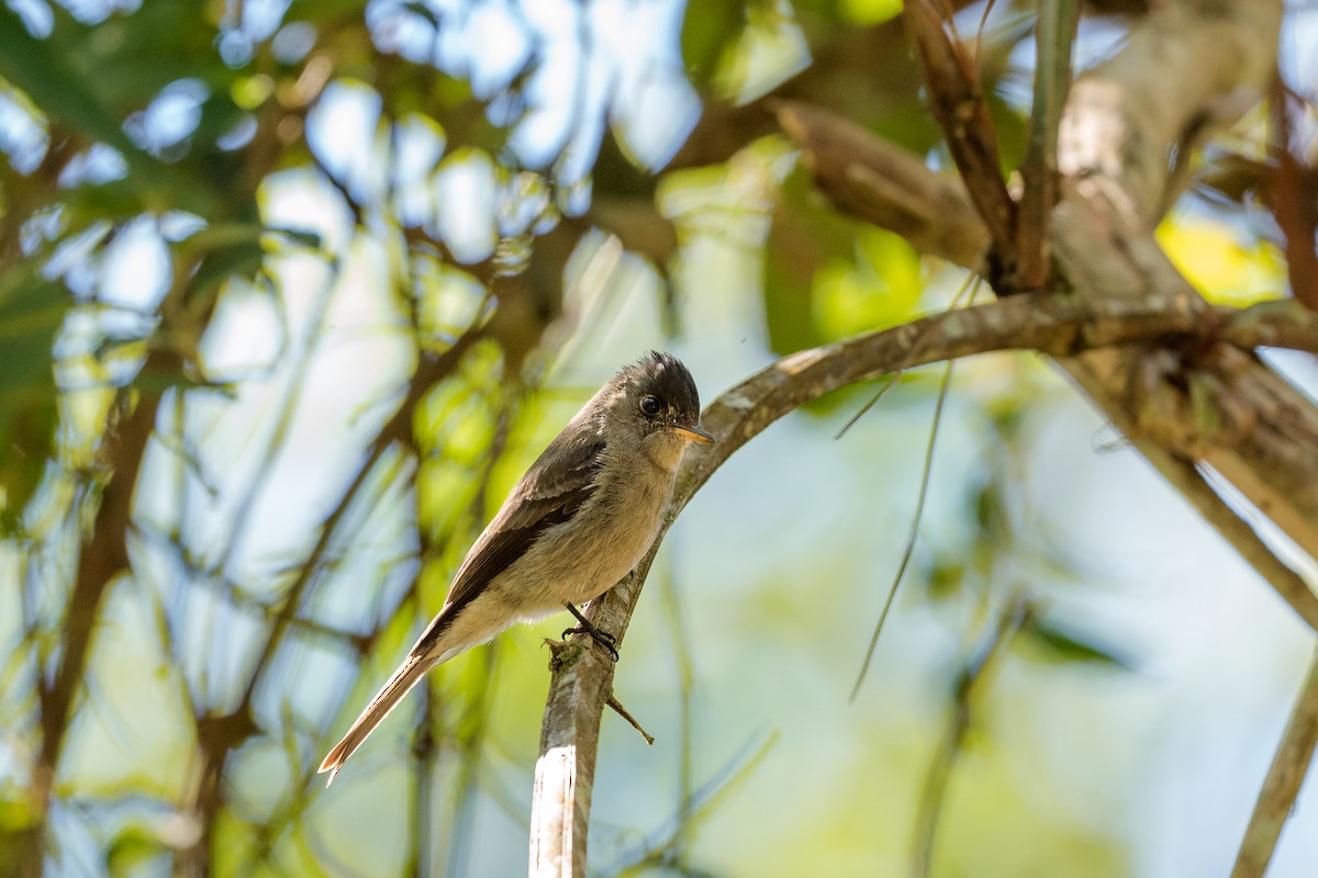 Southern Tropical Pewee - ML641302535