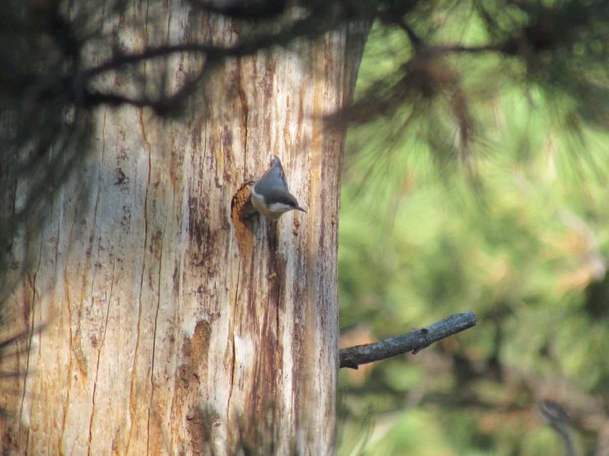 Pygmy Nuthatch - ML641302545