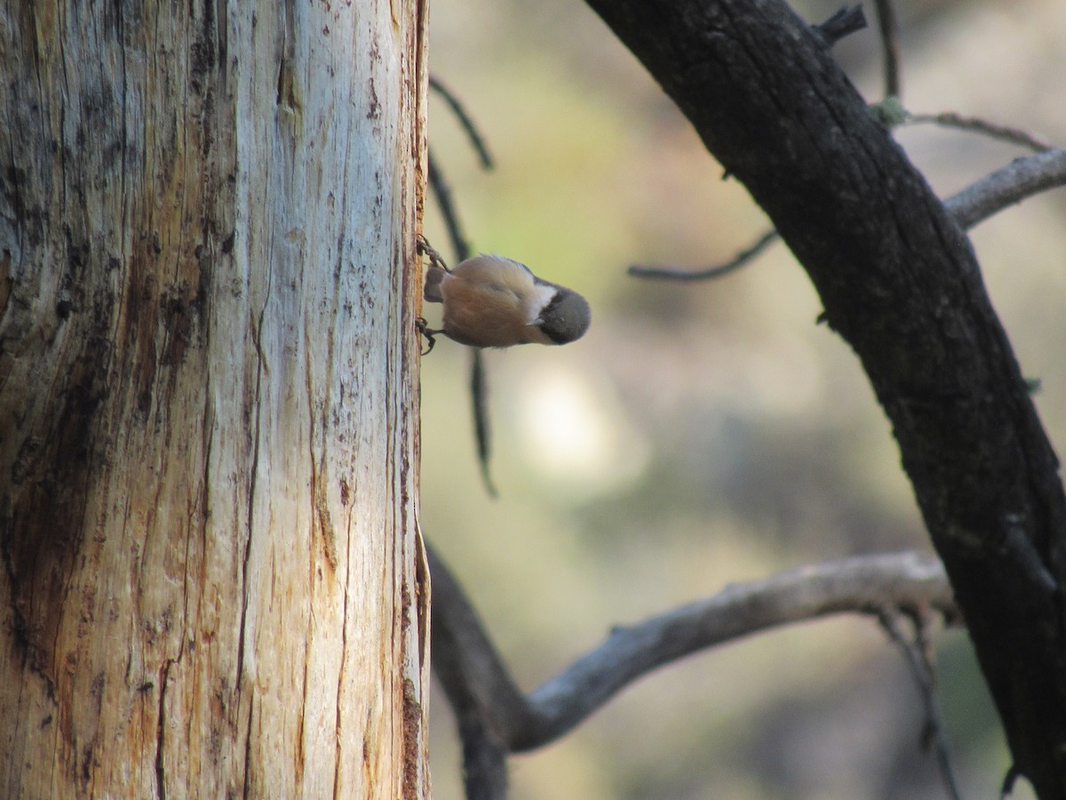 Pygmy Nuthatch - ML641302546