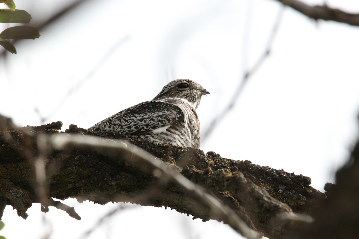 Common Nighthawk - ML641302616