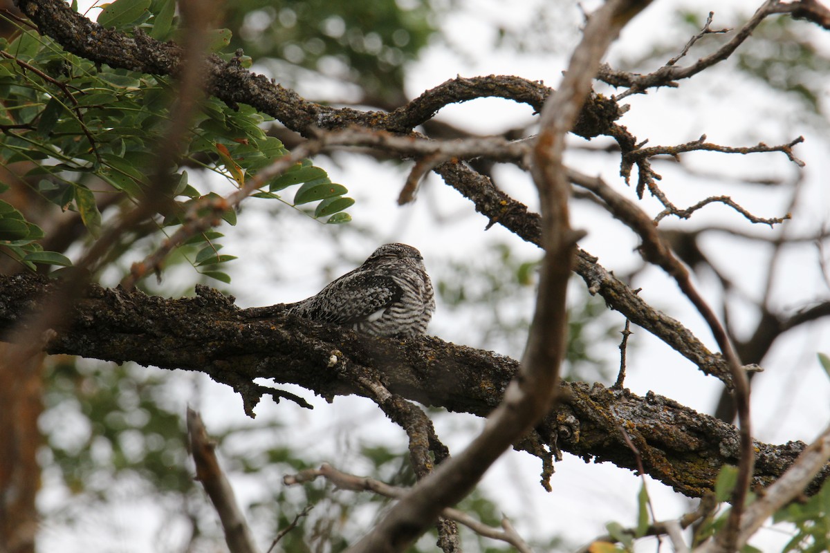 Common Nighthawk - ML641302617