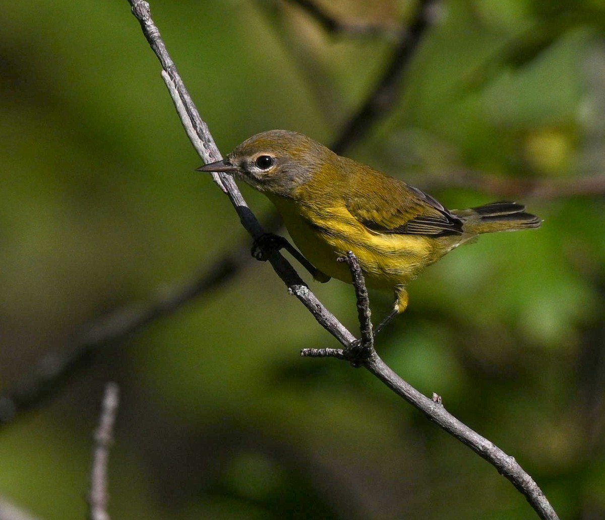 buskparula - ML641302622