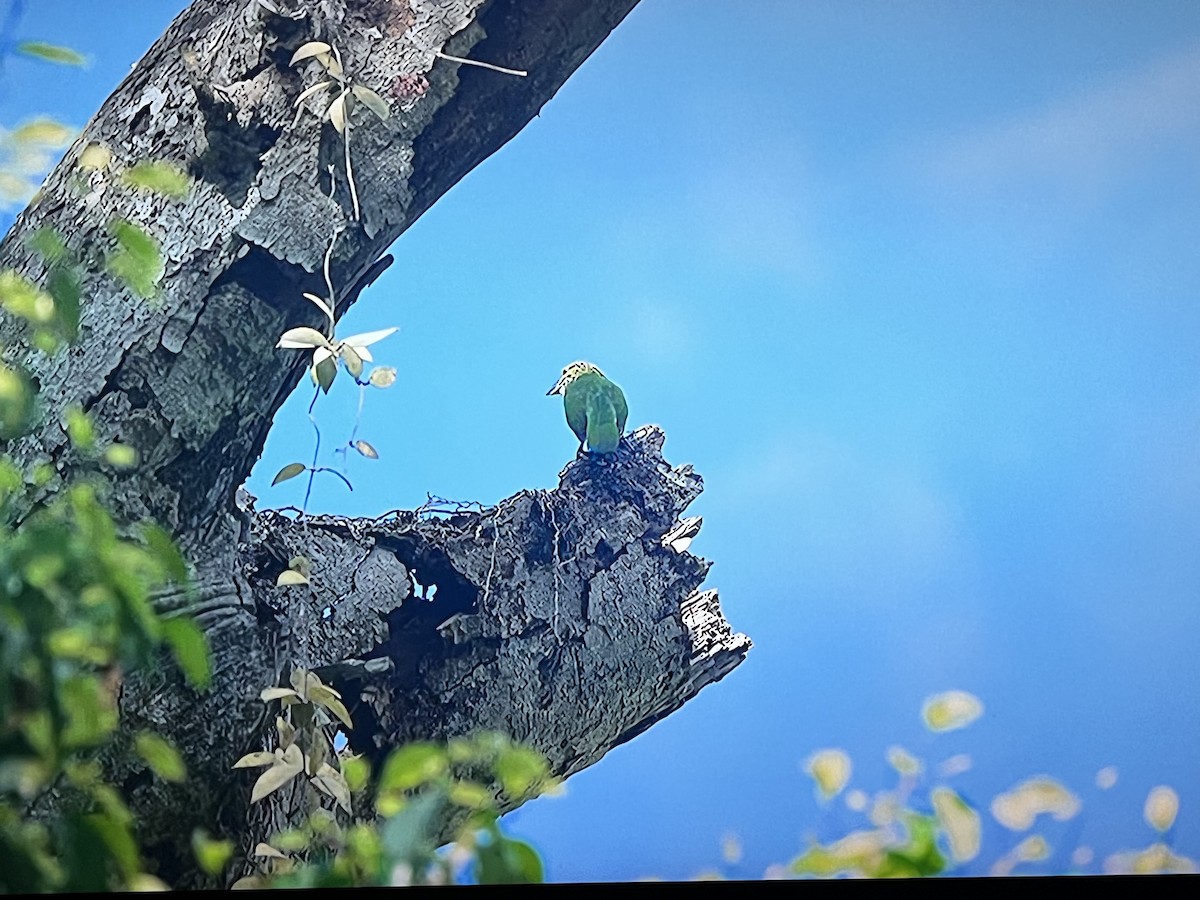 Green-eared Barbet - ML641302665