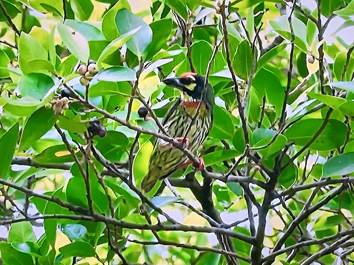 Coppersmith Barbet (Western Yellow-faced) - ML641302670