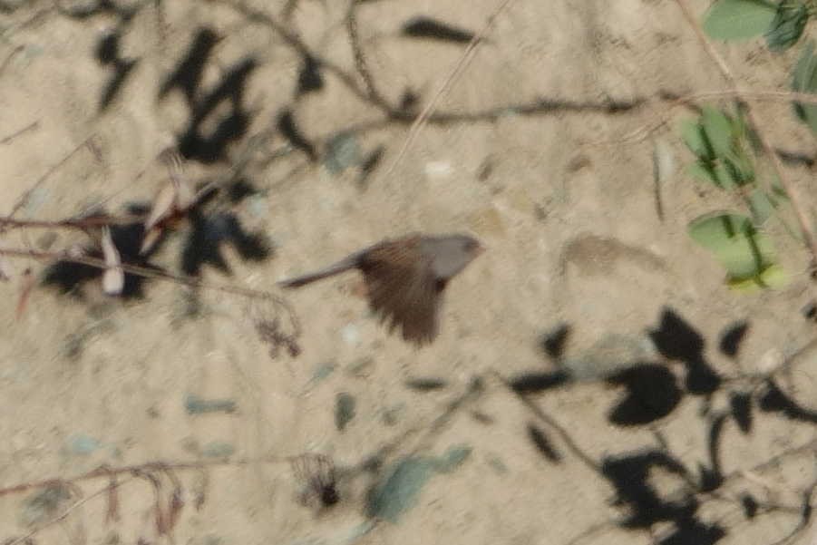 Black-chinned Sparrow - ML641302674
