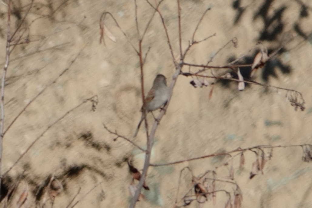 Black-chinned Sparrow - ML641302677