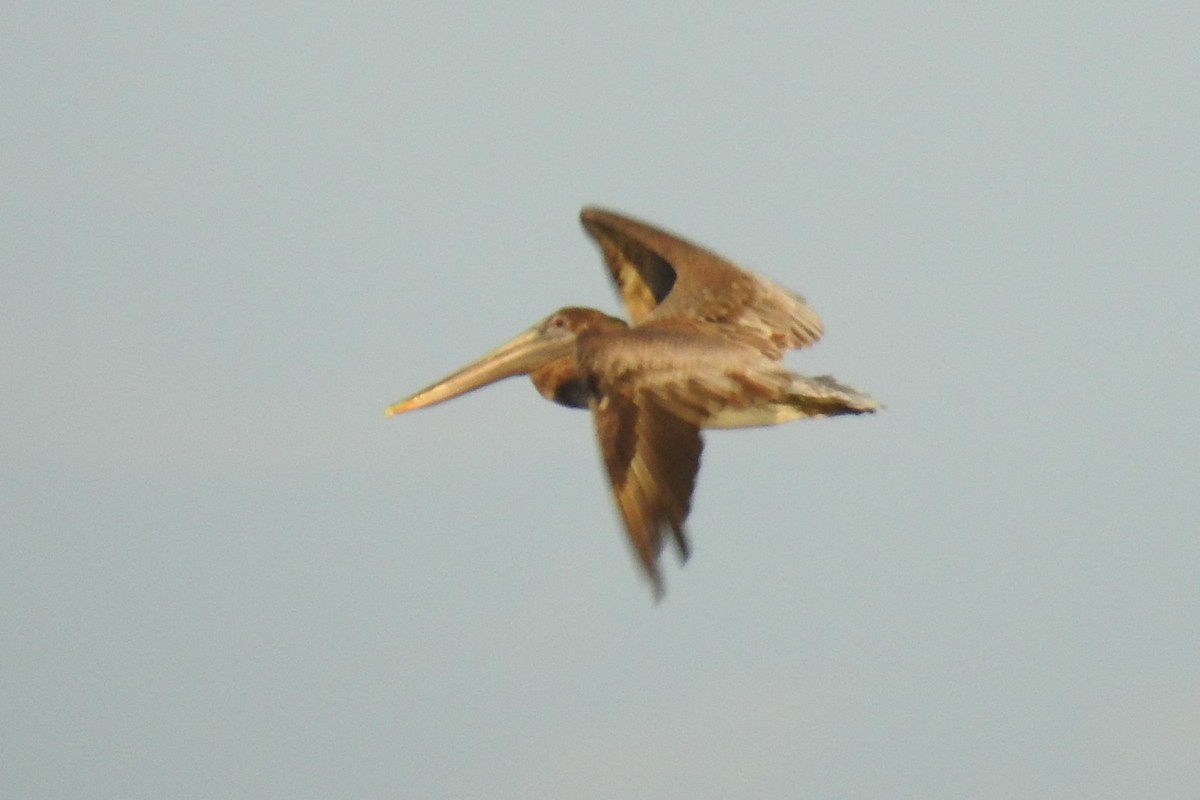 Brown Pelican - ML641302689