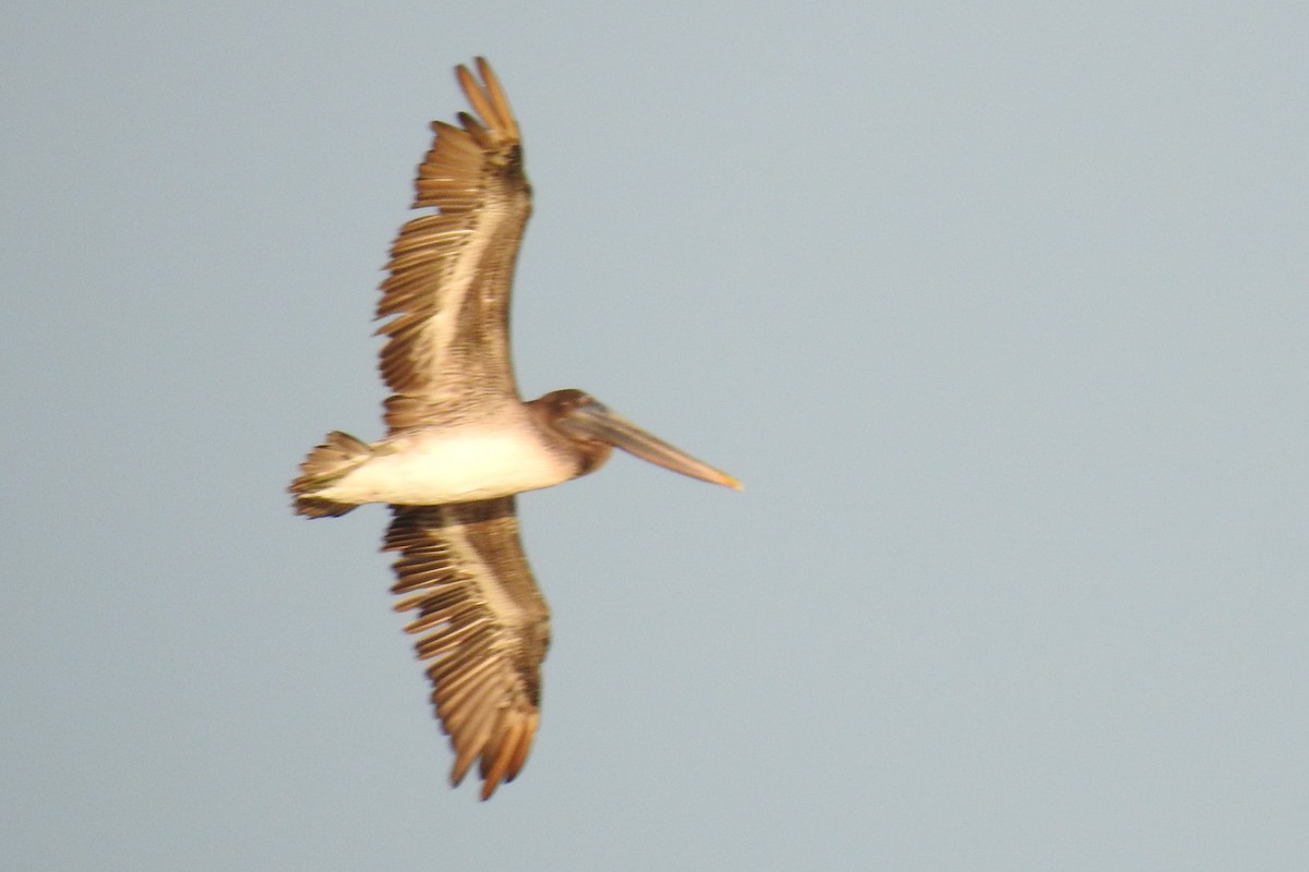 Brown Pelican - ML641302690