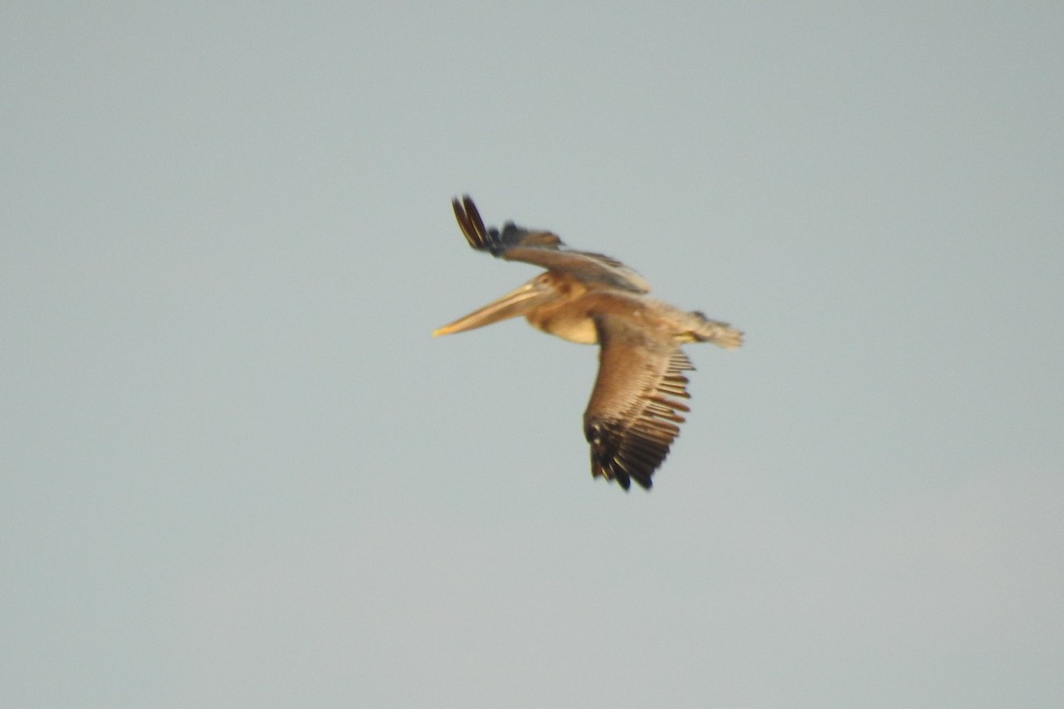 Brown Pelican - ML641302692