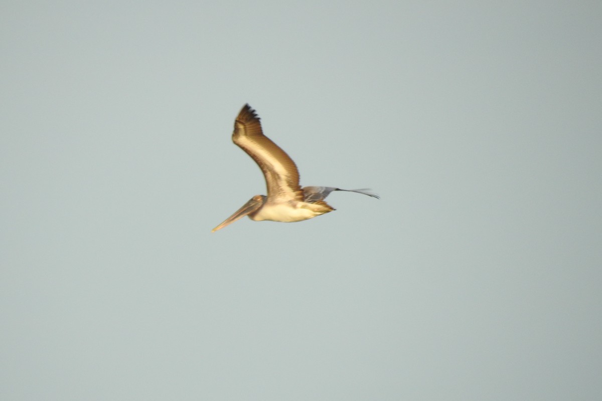 Brown Pelican - ML641302693