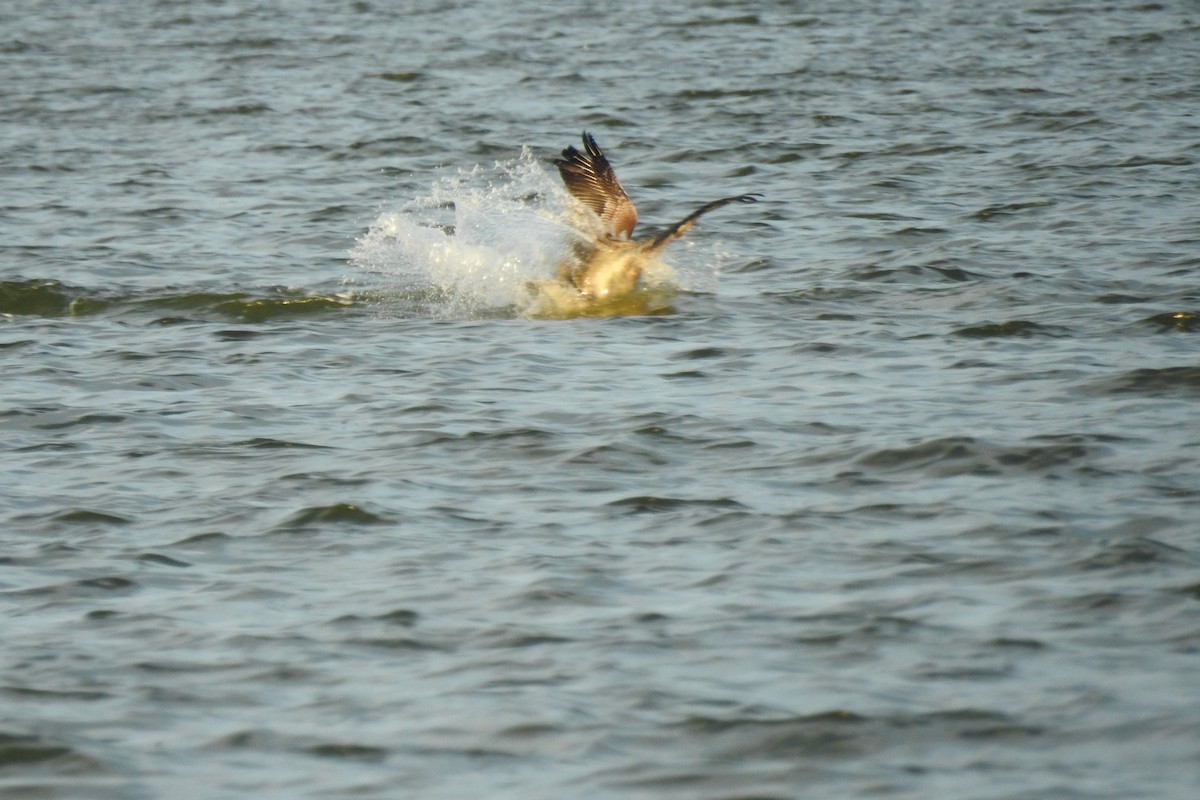Brown Pelican - ML641302694