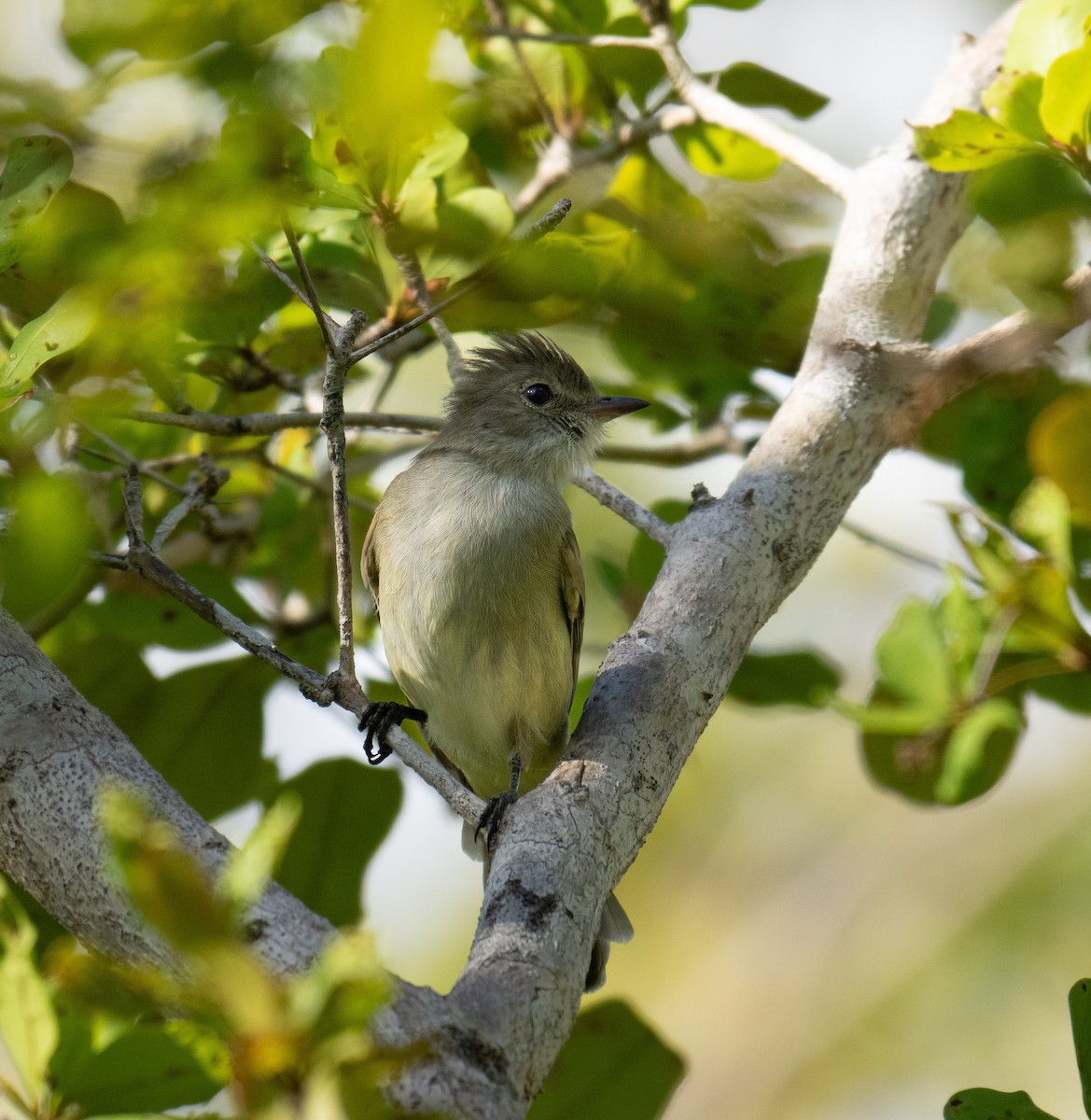 Caribbean Elaenia - ML641302709