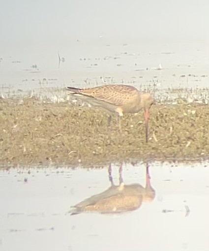 Hudsonian Godwit - ML641302748