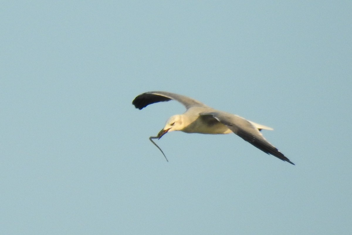 Mouette atricille - ML641302796