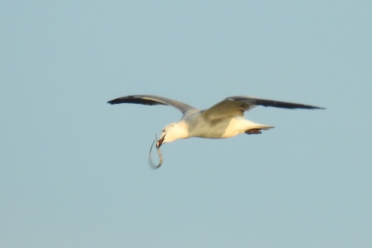 Mouette atricille - ML641302797