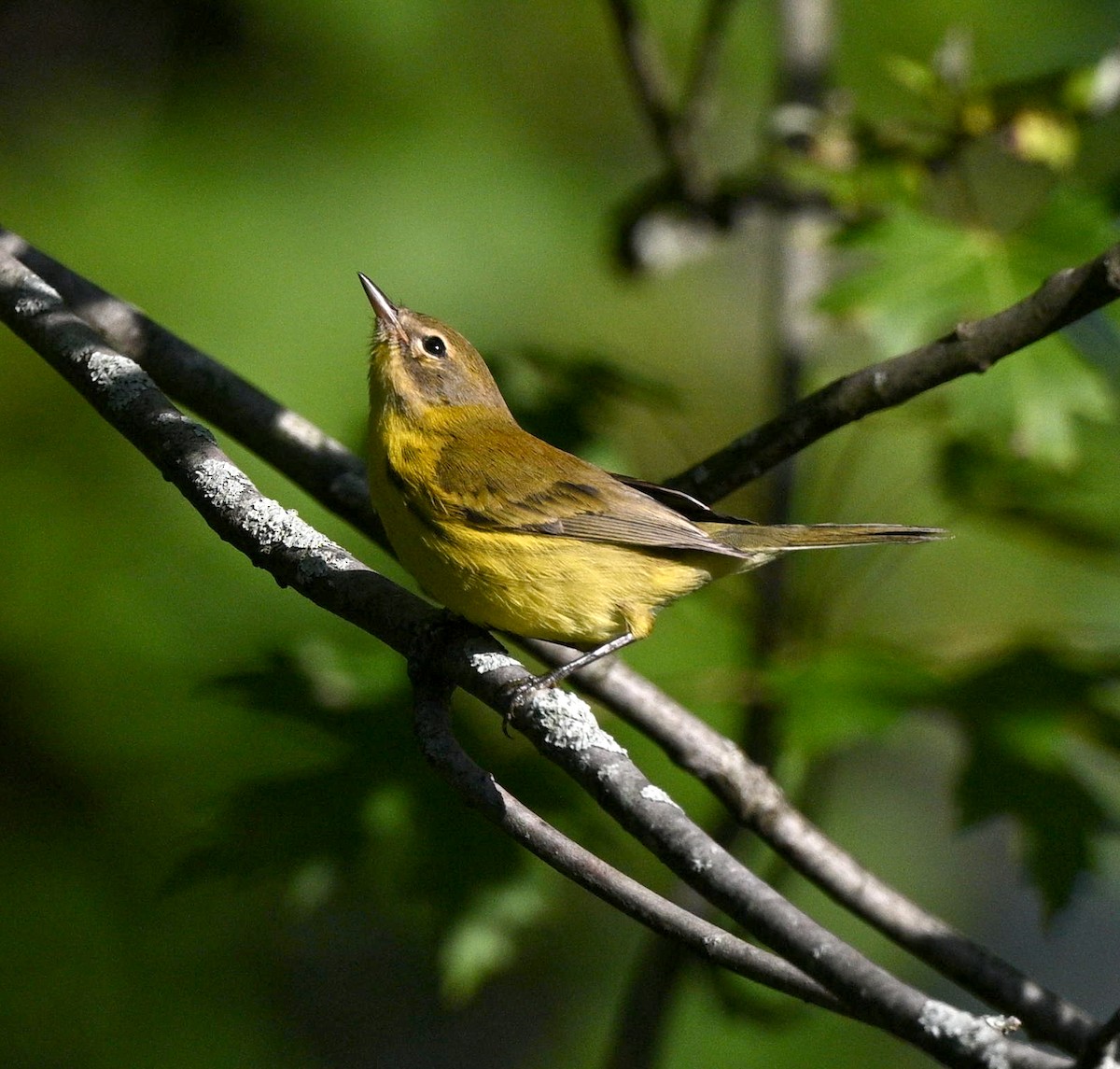 buskparula - ML641302809