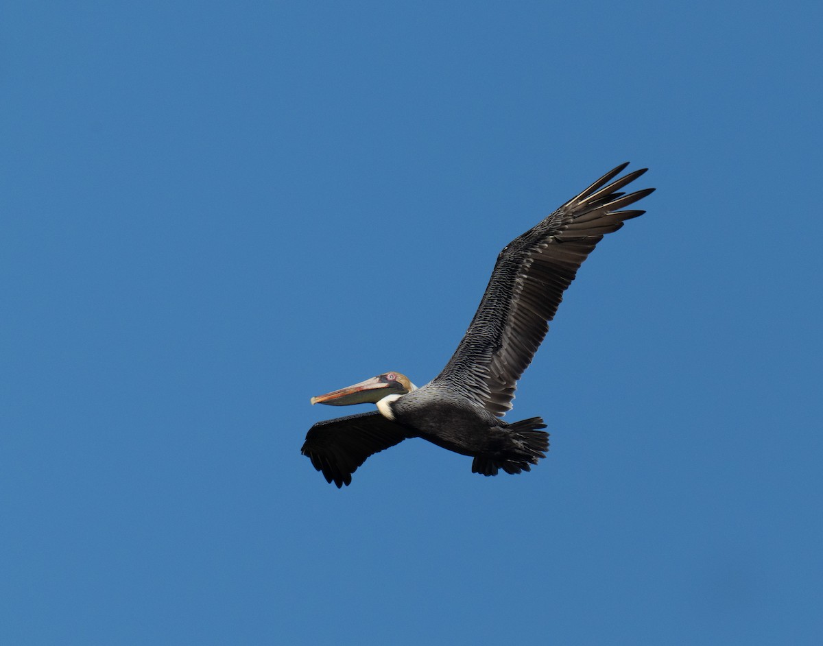 Brown Pelican - ML641302821
