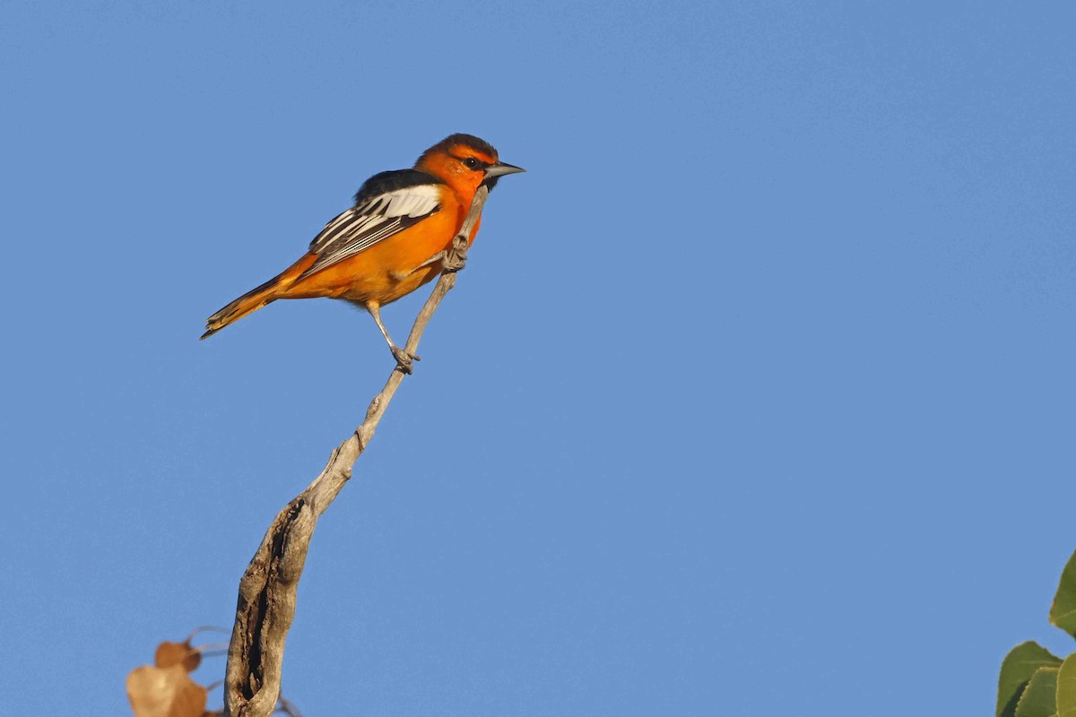 Oriole de Bullock - ML641302845
